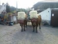 /album/nuestros-ejemplares/img-20130731-wa0002-jpg/