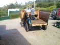 /album/nuestros-ejemplares/img-20130731-wa0003-jpg/