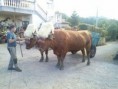 /album/nuestros-ejemplares/img-20130731-wa0004-jpg/