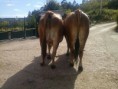 /album/nuestros-ejemplares/img-20130731-wa0012-jpg/